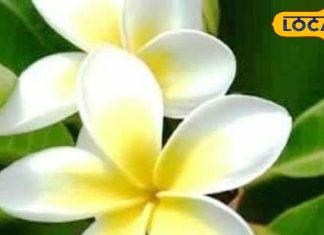 निचोड़ कर निकाल देता है गंदा कफ, सिर दर्द-बुखार में भी रामबाण, ये फूल है कई बीमारियों का काल