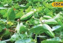 ये बरसाती सब्जी बाजार में मचा रही धूम, हाथों-हाथ होती है बिक्री…