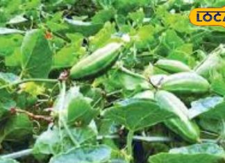 ये बरसाती सब्जी बाजार में मचा रही धूम, हाथों-हाथ होती है बिक्री…