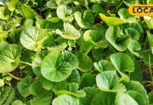 नींद को खींच लाएगी ये जड़ीबूटी, थकान दूर करने में भी कारगर, 72 घंटे में दिखेगा असर!