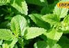 Medicinal properties of mint leaves, what are its benefits, know in which diseases it is useful… – Bharat.one हिंदी