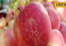 बासी मुंह सेब खाने के फायदे, क्या सच में दूर होती हैं 12 बीमारियां?