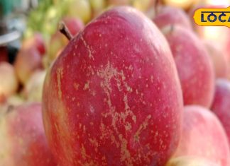 बासी मुंह सेब खाने के फायदे, क्या सच में दूर होती हैं 12 बीमारियां?