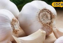 घर का वैद्य कहलाता है लहसुन, इन 5 रोगों के लिए रामबाण! ठंड आने के पहले ऐसे शुरू करें सेवन