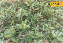 गैस, कब्ज और ब्लड प्रेशर में कारगर है यह साग, मोटापा घटाने में भी किया जाता है इस्तेमाल-noni-saag-is-useful-in-Acidity-blood-pressure-it-also-reduce-fat-from-body