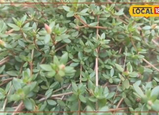 गैस, कब्ज और ब्लड प्रेशर में कारगर है यह साग, मोटापा घटाने में भी किया जाता है इस्तेमाल-noni-saag-is-useful-in-Acidity-blood-pressure-it-also-reduce-fat-from-body