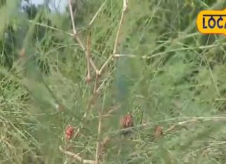 बड़ा ही चमत्कारी है ये फूल, शरीर में नहीं होने देता पानी की कमी