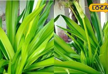 कमाल का है इस पत्ते का रस, बड़े से बड़े कान दर्द का चुटकी में करता है इलाज!