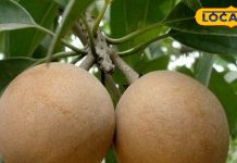 अमेरिका से लाया गया था इस फल का पौधा, इसमें छुपा है कई बीमारियों का इलाज