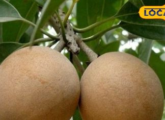 अमेरिका से लाया गया था इस फल का पौधा, इसमें छुपा है कई बीमारियों का इलाज