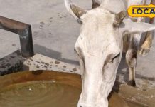 दुधारू पशुओं को हर समय पिला रहे पानी, तो हो जाएं सावधान! दूध कम देने लगेगा पशु