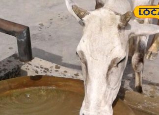 दुधारू पशुओं को हर समय पिला रहे पानी, तो हो जाएं सावधान! दूध कम देने लगेगा पशु