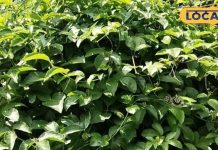 गैस की समस्या से हैं परेशान, तो करें इस फल की पत्तियों का सेवन, डायबिटीज के लिए भी रामबाण!