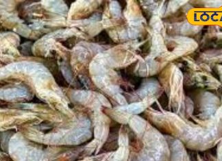 कमजोर हड्डियों में जान फूंक देगी झींगा, थकान मिटाने का है रामबाण इलाज