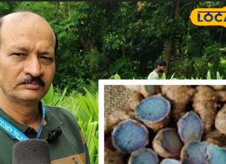 इन बीमारियों के लिए ‘काल’ है काली हल्दी, फायदे सुन हैरान हो जाएंगे आप, स्किन रोगों के लिए रामबाण