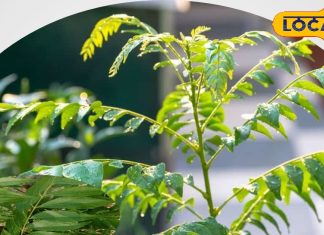 बेहद करामाती है ये पत्ता, पोषक तत्वों का है खजाना, शुगर-मोटापा समेत 11 बीमारियों का है इलाज, जानें उपयोग