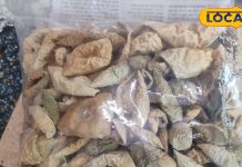 साल में कुछ दिन मिलती है ये सब्जी, सूखने के बाद 200 गुना बढ़ जाते हैं दाम