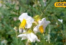 Lakshmana tree: बांझपन को दूर कर सकता ये चमत्कारी पौधा, घर में रखने से होगी धन की वर्षा