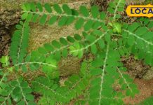 बारिश के मौसम में उगने वाली यह खरपतवार कई बीमारियों का है काल, गठिया बाय में है रामबाण औषधि