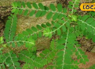 बारिश के मौसम में उगने वाली यह खरपतवार कई बीमारियों का है काल, गठिया बाय में है रामबाण औषधि