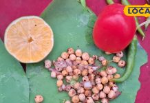 पुरैन के पत्ते पर मिलने वाली इस डिश ने मचाई धूम, हर चौराहे पर दिखती है भीड़