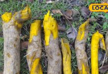 рдХрд┐рд▓рдореЛрдбрд╝рд╛ рдХреА рдЬрдбрд╝ рд╣реА рдирд╣реАрдВ рддрдирд╛ рднреА рдмрдбрд╝реЗ рдХрд╛рдо рдХрд╛, рдЗрди рдорд░реНрдЬ рдореЗрдВ рд░рд╛рдордмрд╛рдг рдЗрд▓рд╛рдЬ