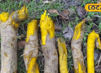 किलमोड़ा की जड़ ही नहीं तना भी बड़े काम का, इन मर्ज में रामबाण इलाज