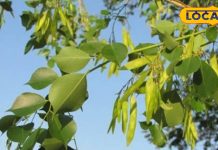 संजीवनी बूटी से कम नहीं है इस पेड़ के पत्ते, डिप्रेशन में तेजी से मिलेगा आराम; इन बीमारियों में भी बेहद कारगर