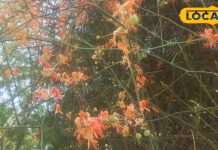 सिर्फ 4 महीने मिलती है राजस्थान की ये महंगी सब्जी, बाजार में रेट 3000 रुपए KG