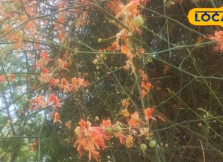 सिर्फ 4 महीने मिलती है राजस्थान की ये महंगी सब्जी, बाजार में रेट 3000 रुपए KG