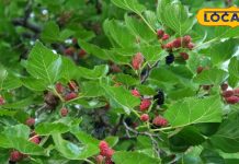 Health News : मोतियाबिंद को रोकने में सहायक है यह फल, एंटीऑक्सीडेंट और विटामिन से भरपूर