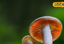 बड़े कमाल की है ये सफेद सब्जी, सर्वाइकल कैंसर में कर सकती है मदद, वैकल्पिक चिकित्सा की नई किरण