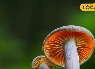 बड़े कमाल की है ये सफेद सब्जी, सर्वाइकल कैंसर में कर सकती है मदद, वैकल्पिक चिकित्सा की नई किरण