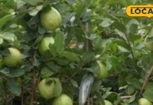 पुत्र प्राप्ति के लिए उपयोगी है ये फल, पेड़ की छाल औषधीय गुणों की है खान