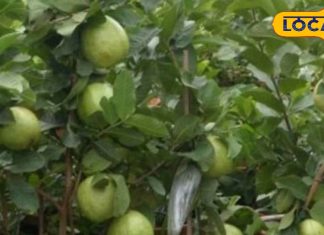 पुत्र प्राप्ति के लिए उपयोगी है ये फल, पेड़ की छाल औषधीय गुणों की है खान