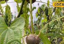 इस पहाड़ी सब्जी का करें सेवन, गठिया और कैंसर की बीमारी में है लाभकारी