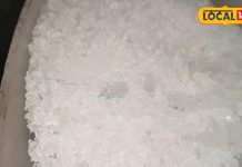 इन बीमारियों में बेहद कारगर है कमली शोरा, एक्सपर्ट से जानें उपयोग का तरीका