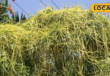 नाम से ही ‘अमर’ है ये पौधा, इसके जूस में कई पेड़ों की ताकत, लिवर के लिए संजीवनी, इन रोगों का काल!