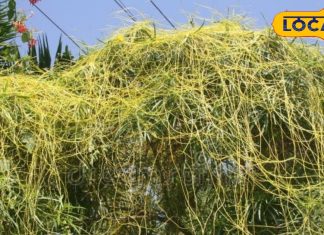 नाम से ही ‘अमर’ है ये पौधा, इसके जूस में कई पेड़ों की ताकत, लिवर के लिए संजीवनी, इन रोगों का काल!