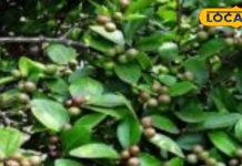 Health News : बड़े काम का है ये छोटा सा फल, कब्ज, गैस और एसिडिटी से दिलाता है राहत