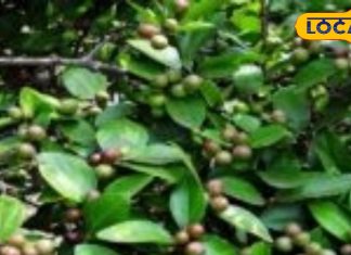 Health News : बड़े काम का है ये छोटा सा फल, कब्ज, गैस और एसिडिटी से दिलाता है राहत