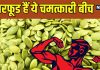 15 रुपए की सब्जी के बीज हैं प्रोटीन का भंडार, हड्डियों को बनाते हैं वज्र, जानिए पुरुषों के लिए क्यों है फायदेमंद