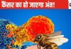 मधुमक्खी के डंक से निकला जहर बनेगा अमृत, घंटे भर के अंदर कैंसर कोशिकाओं का समूल होगा नाश! वैज्ञानिकों का दावा
