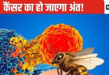 मधुमक्खी के डंक से निकला जहर बनेगा अमृत, घंटे भर के अंदर कैंसर कोशिकाओं का समूल होगा नाश! वैज्ञानिकों का दावा