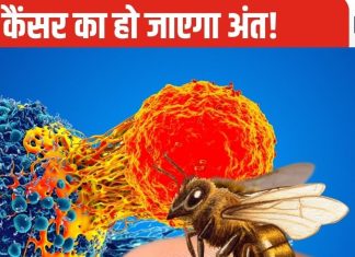 मधुमक्खी के डंक से निकला जहर बनेगा अमृत, घंटे भर के अंदर कैंसर कोशिकाओं का समूल होगा नाश! वैज्ञानिकों का दावा