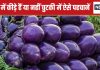 बैंगन में कीड़े और बीज हैं या नहीं, इन 5 ट्रिक्स से कर सकते हैं पहचान, खरीदते समय हमेशा रखें इन बातों का ध्यान