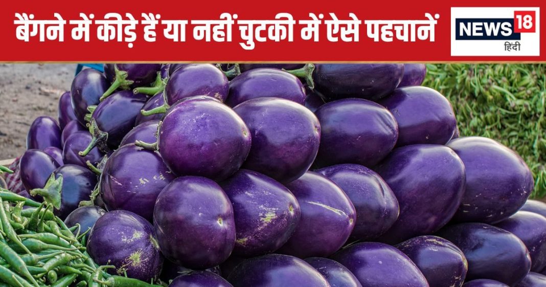 बैंगन में कीड़े और बीज हैं या नहीं, इन 5 ट्रिक्स से कर सकते हैं पहचान, खरीदते समय हमेशा रखें इन बातों का ध्यान