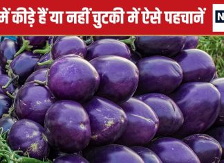बैंगन में कीड़े और बीज हैं या नहीं, इन 5 ट्रिक्स से कर सकते हैं पहचान, खरीदते समय हमेशा रखें इन बातों का ध्यान