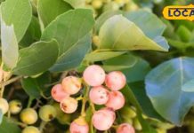 इस जंगली फल के आगे फेल है सेब अनार, इसके काढ़े से दूर होती हैं कई बीमारियां