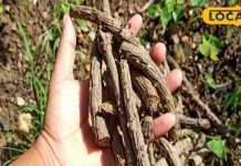 बेहद चमत्कारी है ये पौधा, इसका पत्ता, लकड़ी, जड़ सब है औषधि, नोट करें फायदे